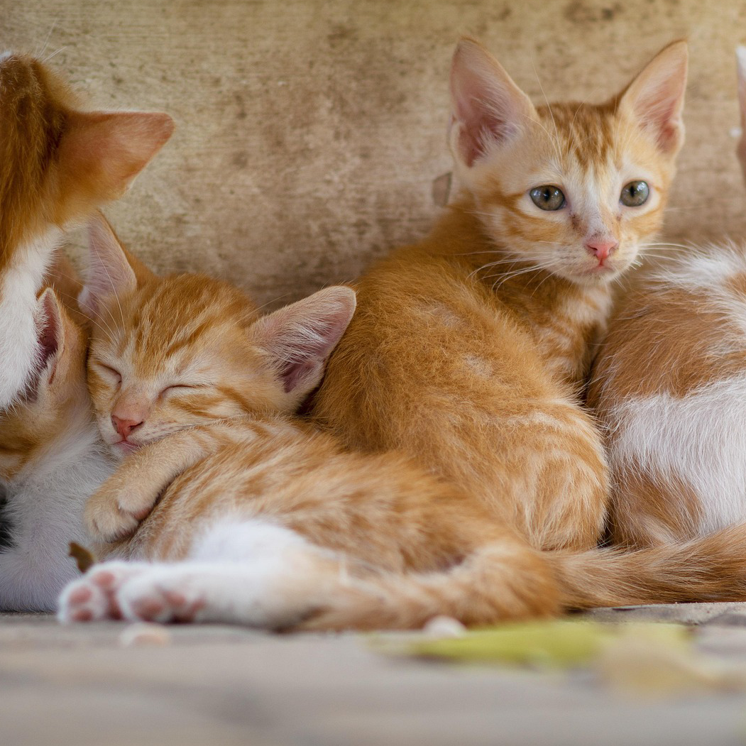 Kitten